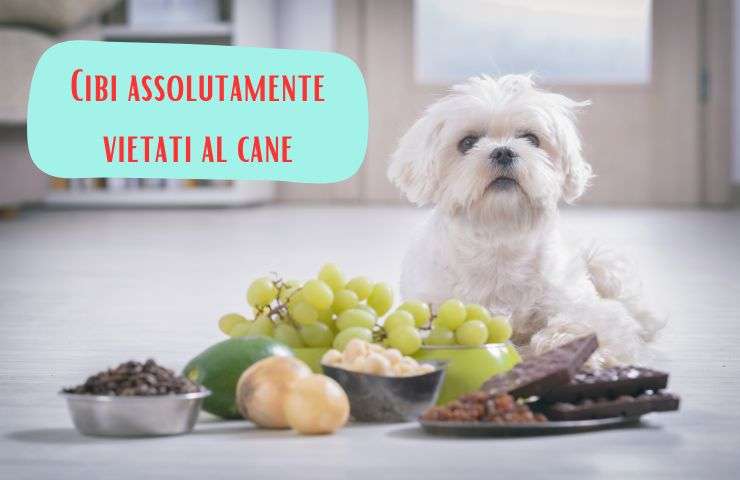 Cibi davanti al cane