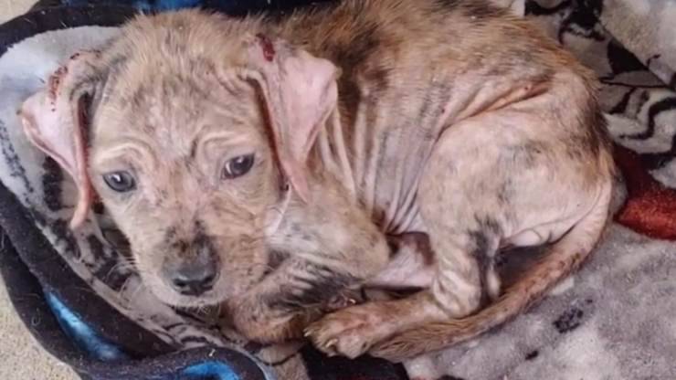 cucciolo cane abbandonato trasformazione