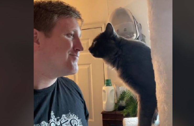 capire il proprio gatto