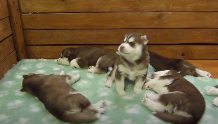 husky canta per i suoi fratellini
