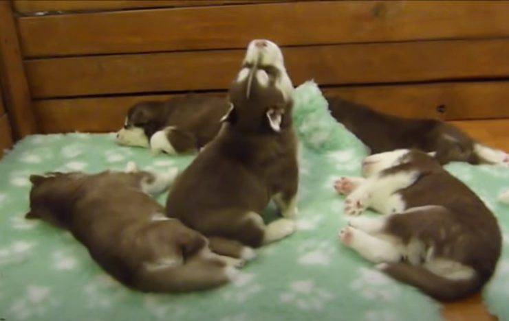 Cucciolo che canta