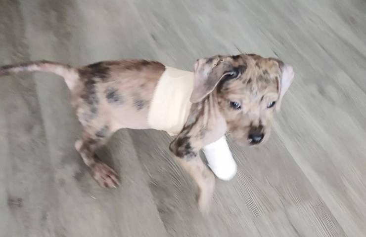 cucciolo trovato in strada