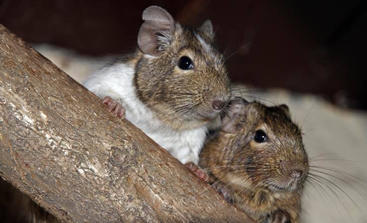 due degu