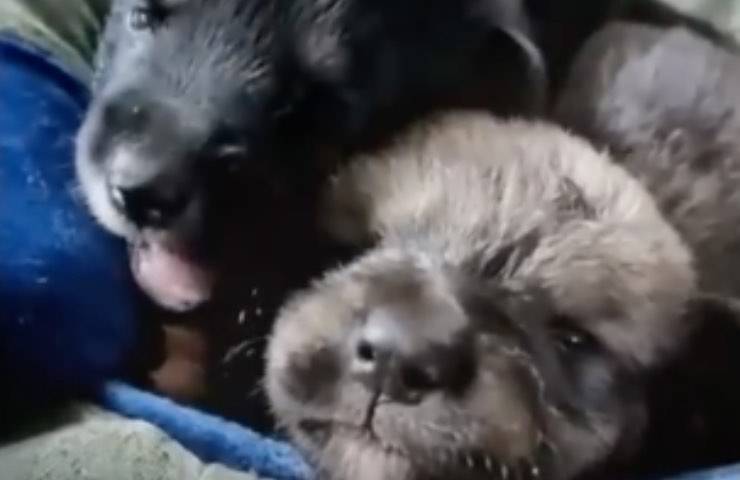 cagnolina recupero senza casa