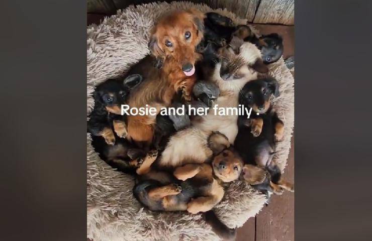 famiglia cani e gatti