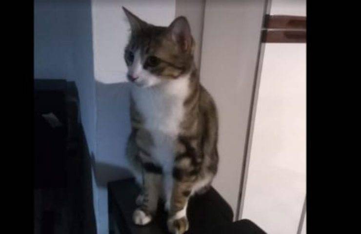 Il Gattino del prete viene sfrattato a poche ore dalla morte del suo proprietario
