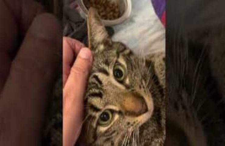Gatto precipita nel vuoto per 40 metri le sue condizioni