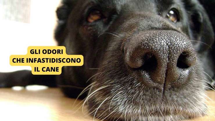 muso del cane