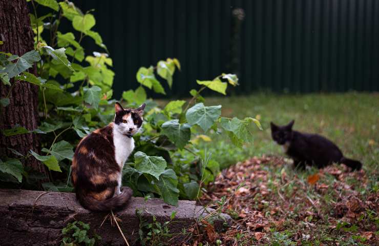 Gatti