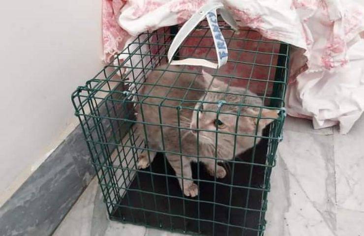 Abbandonati nel Cuore di Roma: 29 gatti salvati da un appartamento-trappola