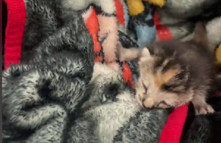 Gattino raccolto dalla dscarica