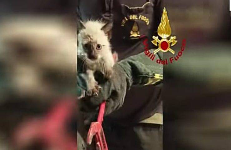 L'Odissea di un Gattino: Il risveglio notturno nel wc
