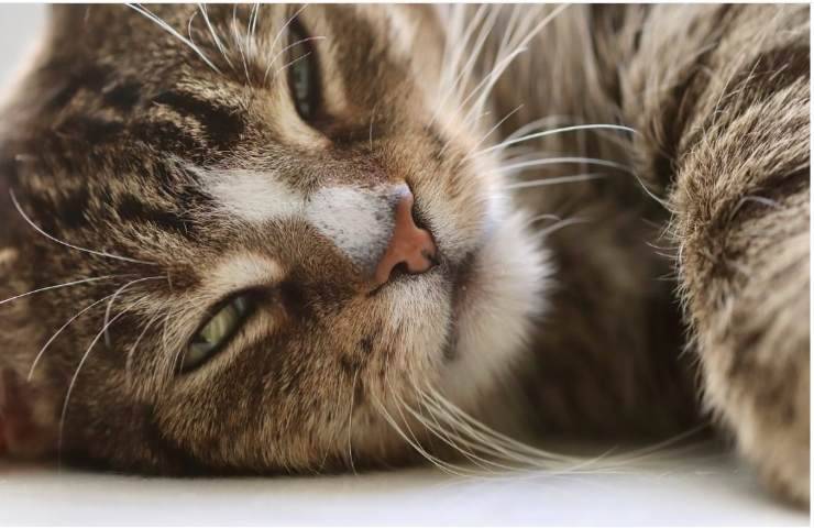 Il Gattino del prete viene sfrattato a poche ore dalla morte del suo proprietario