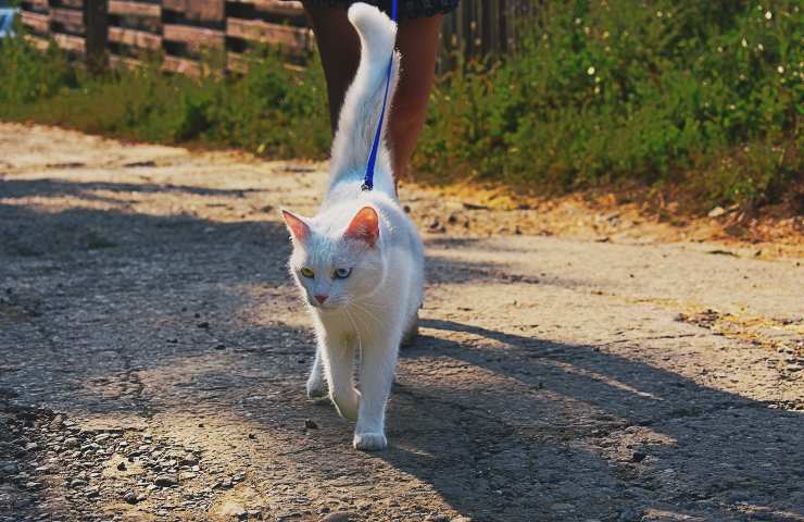 Gatto a passeggio