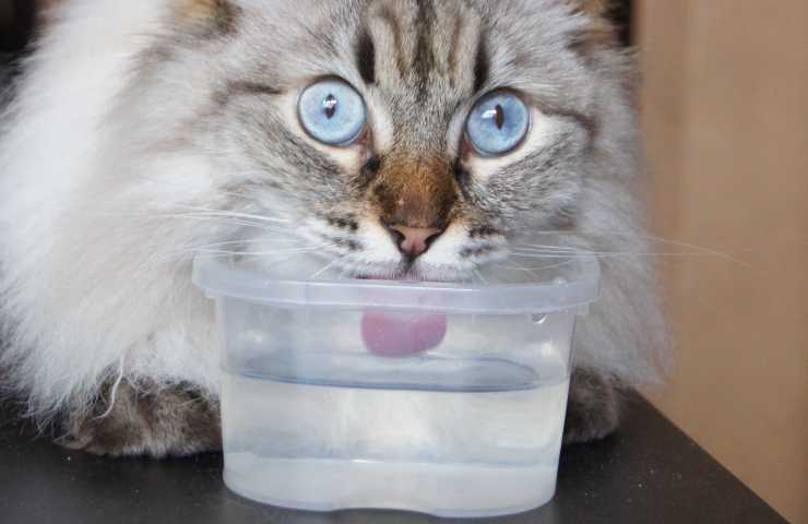 Gatto beve 