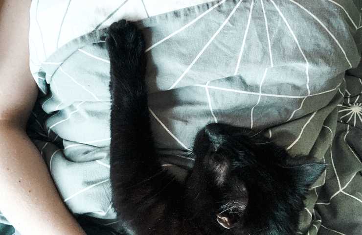 Gatto con donna a letto