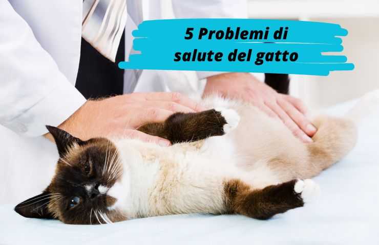 Gatto dal veterinario