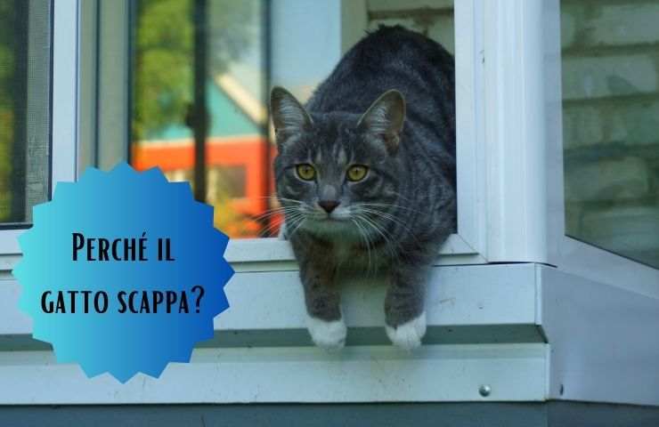 Gatto fugge da casa