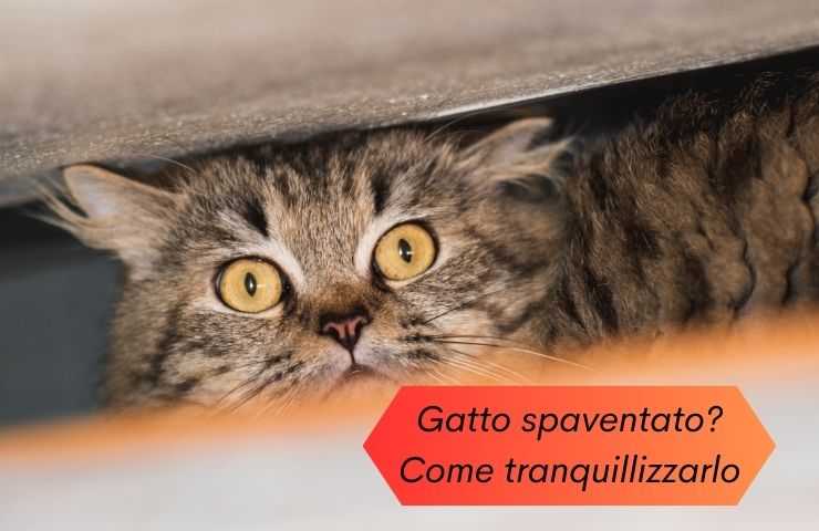 Come calmare un gatto che ha paura