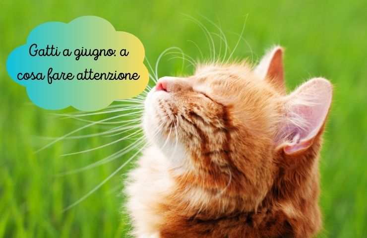 Gatto in estate