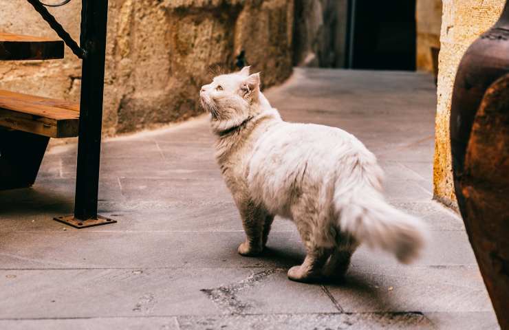 Gatto in strada 