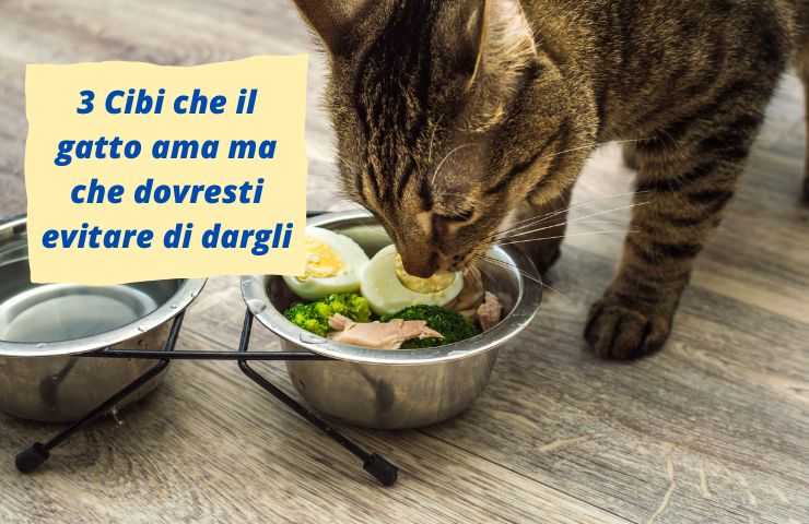 Gatto mangia