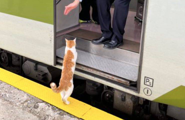 gatto sale mezzo locomozione 