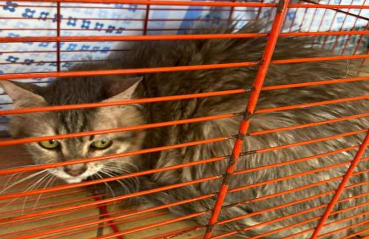 Abbandonati nel Cuore di Roma: 29 gatti salvati da un appartamento-trappola