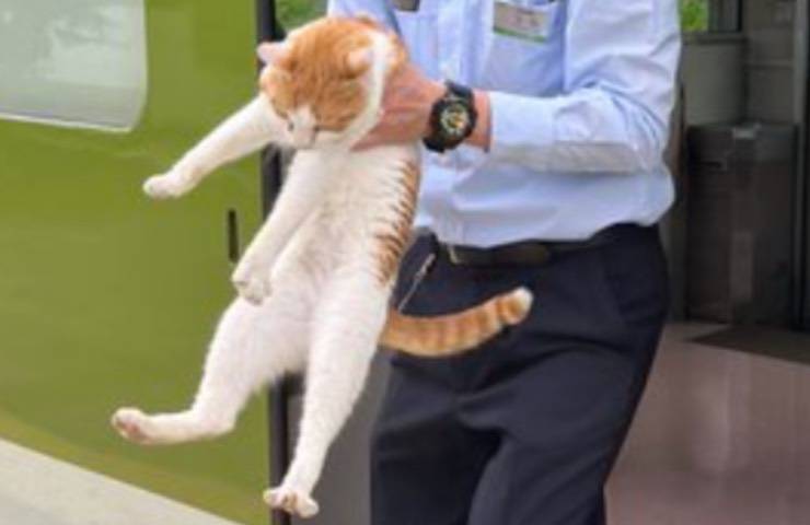 gatto portato giù controllore 