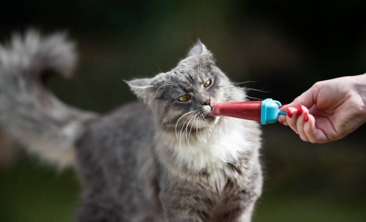 gatto mangia ghiacciolo
