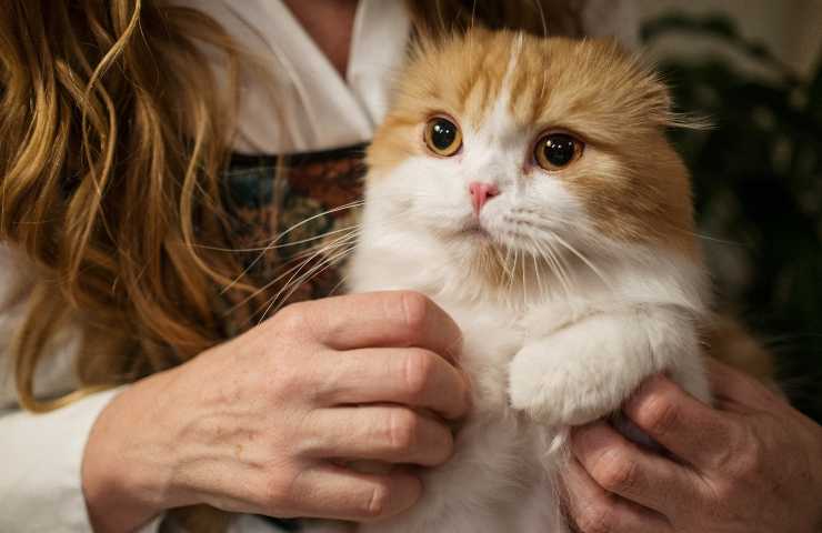 Gatto spaventato 