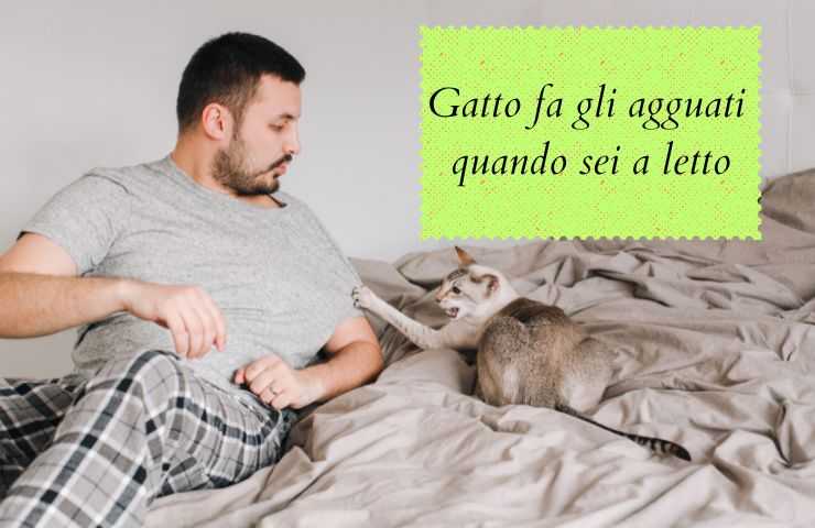 Gatto sul letto