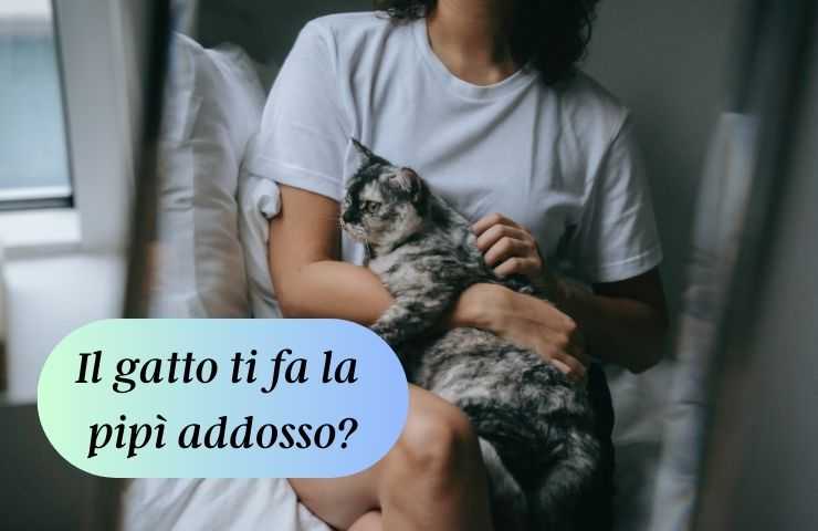 Gatto sulle gambe 