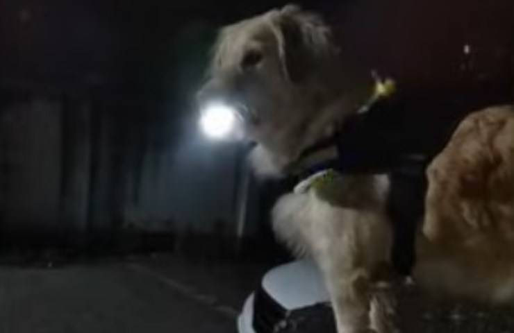 Golden con torcia in bocca