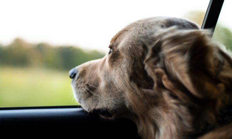 cane Guarda fuori dal finestrino
