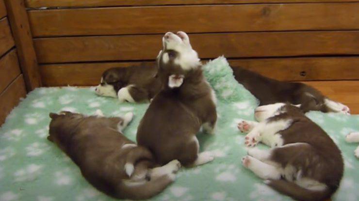 Husky che ulula