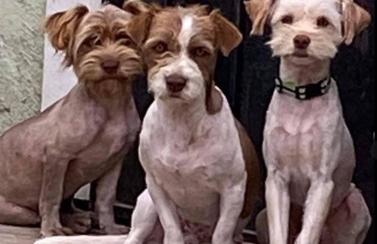 cuccioli cagnolini difendono pericolo