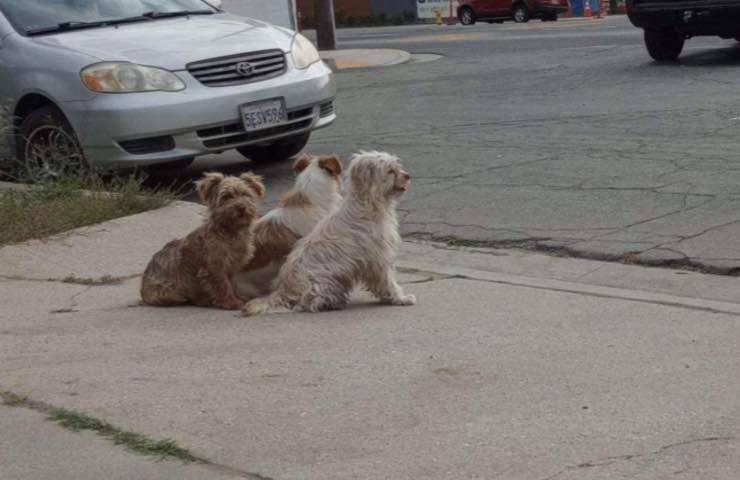 cuccioli soli strada unione