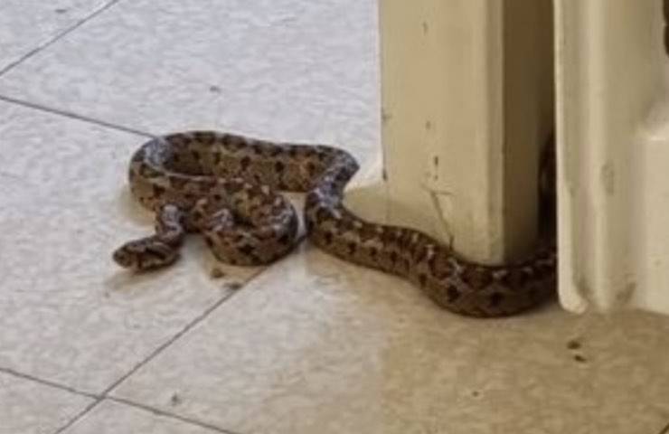 serpente strisciava libero appartamento