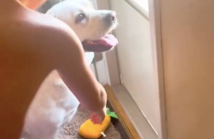 cane Labrador Retriever felice 