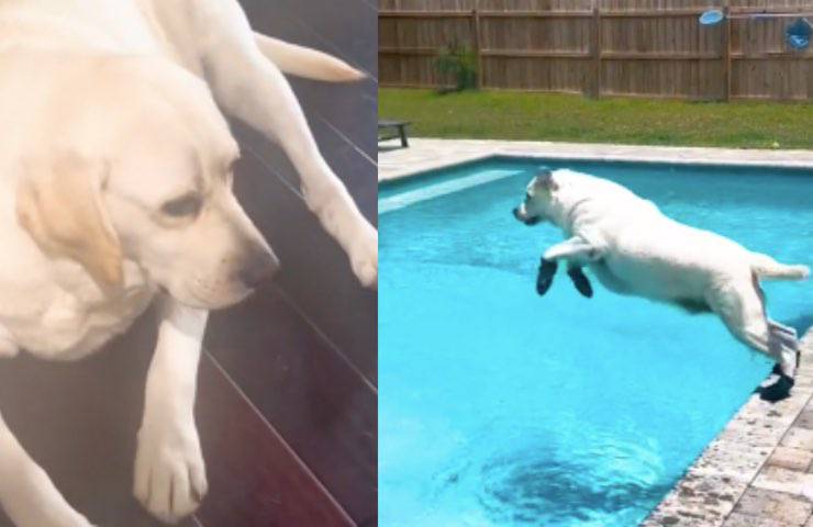 cane cambiamento umore rapido