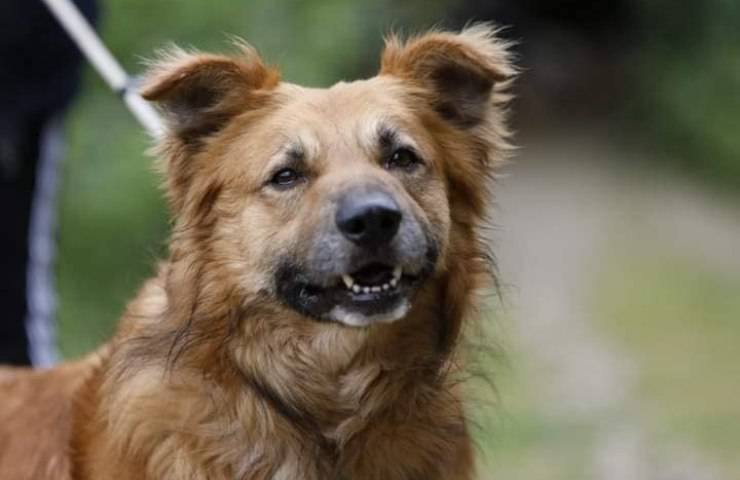 dramma cane teo