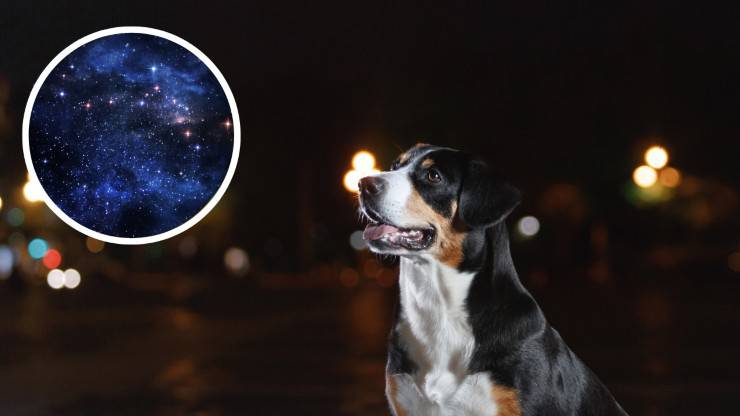 cane e stelle