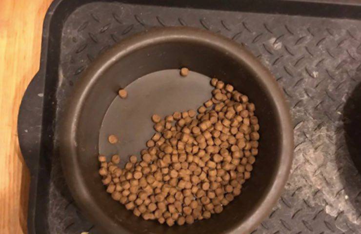 cane gesto commozione umano
