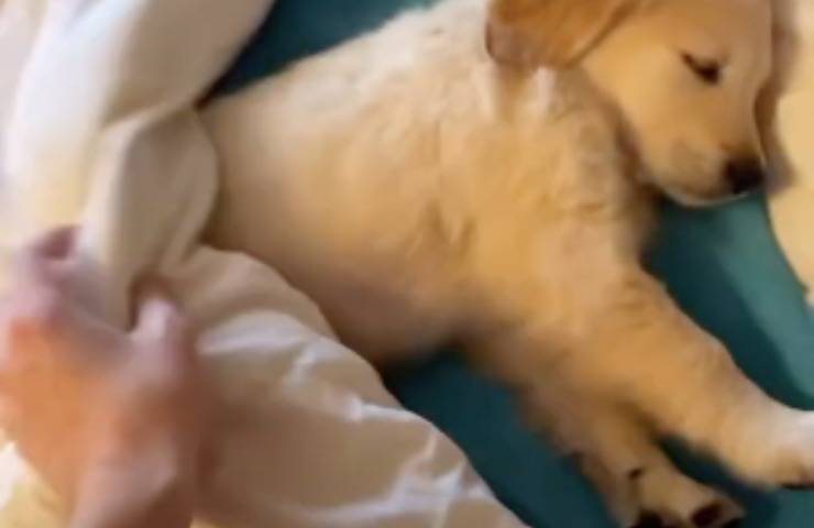 cagnolino golden retriever assopito
