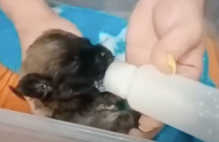 cagnolina cucciolo nutrito accudito