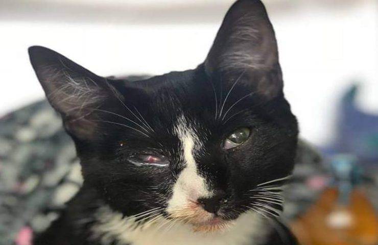 Trova il gatto dopo 30 minuti in lavatrice