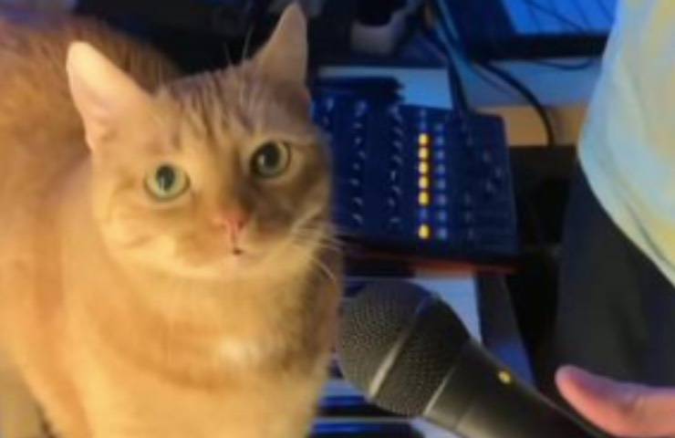 gatto stravagante arancione assolo
