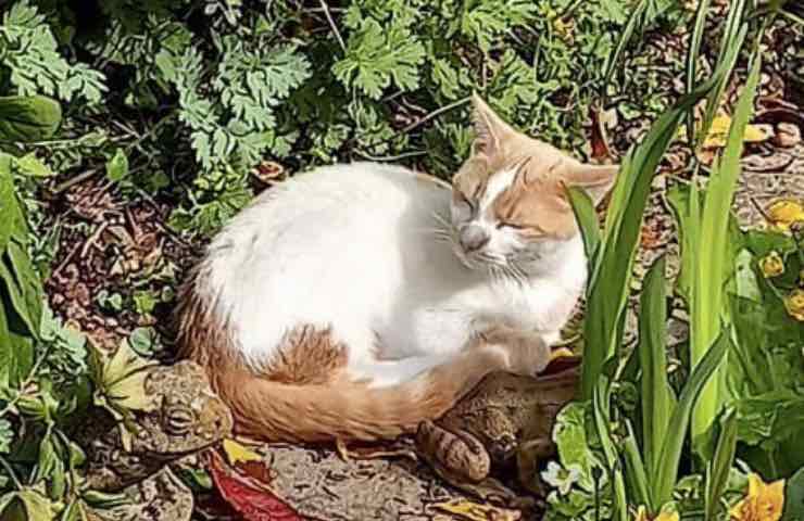 gatto scomparso nuova speranza
