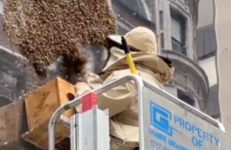 api gigante sciame allerta